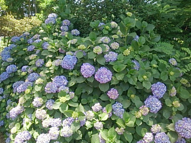 20170604  DSC_0004.jpg