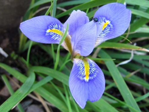 初めて出合ったカンザキアヤメの花 町田市での自然観察 その2 しろうと自然科学者の自然観察日記 楽天ブログ