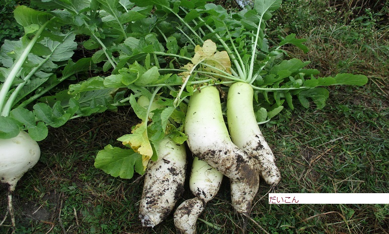 だいこん.JPG