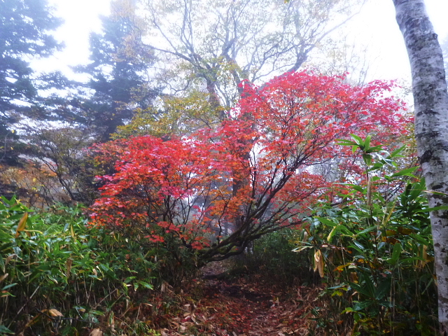 尾瀬満喫ツアー（健脚）201310071 - コピー.jpg