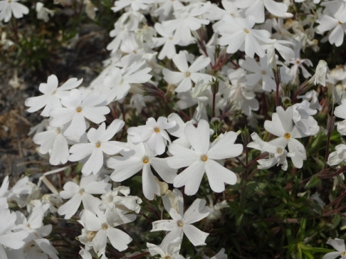 DSC01367 (640x480).jpg