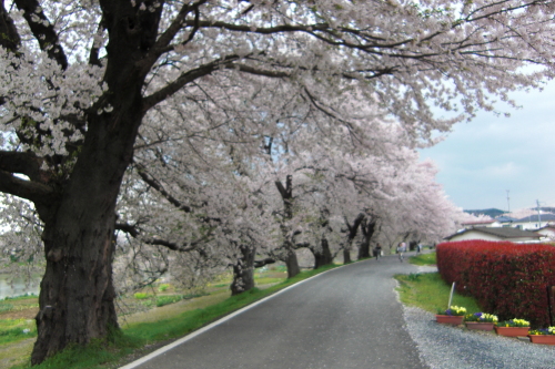 2015-4-17大河原桜祭 (5).JPG