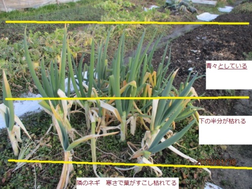 となりねぎ.JPG