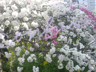 sakura 2015 kanzan.jpg