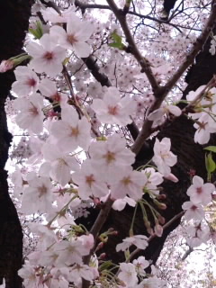 ソメイヨシノ今年のベストショット2015