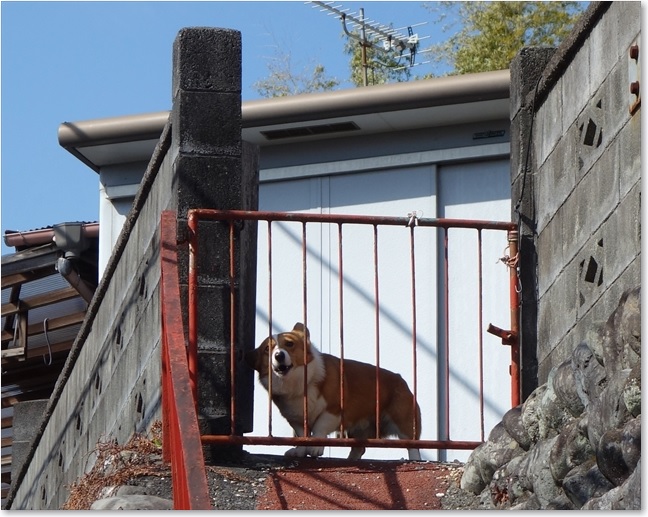 17犬 ・・・ですよね？