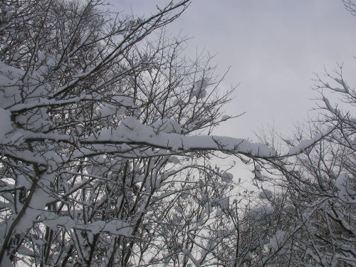 雪景色２.JPG