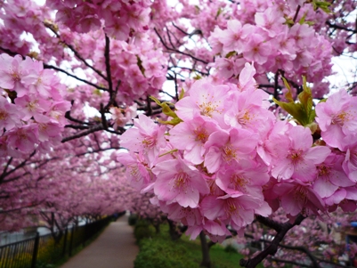 満開の河津桜.JPG