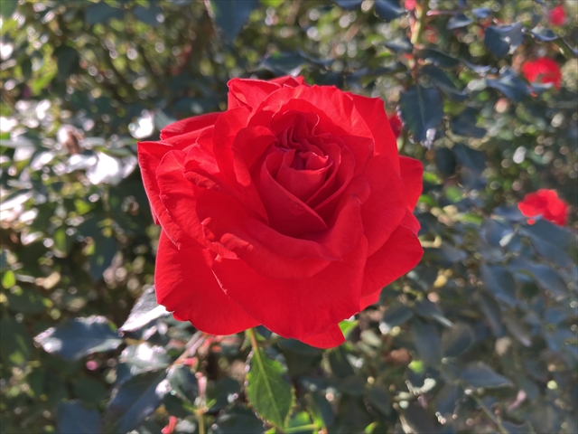 IMG_6025_R.jpg