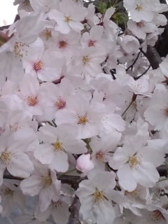 近くで見るソメイヨシノ2015