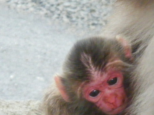 今日生まれの赤ちゃん (8).JPG