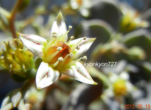 多肉植物・朧月3
