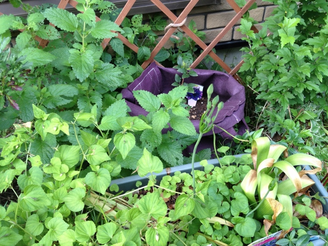 IMG_8965 (640x480).jpg