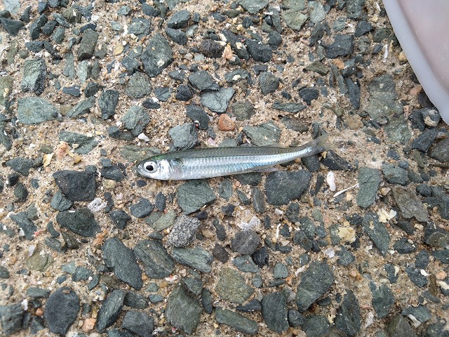 showPhoto (640×480)