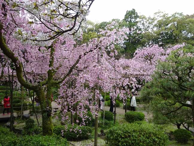 平安神宮 (51).JPG