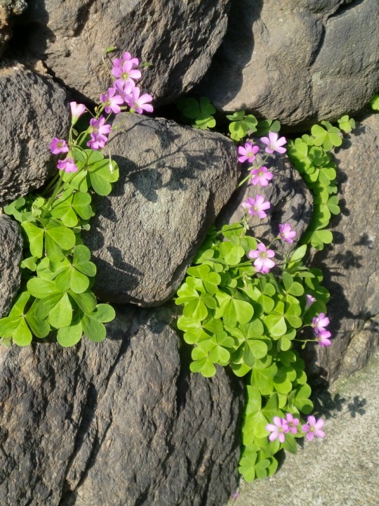 2012.5.16-01.JPG