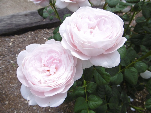 P1200707_R.JPG