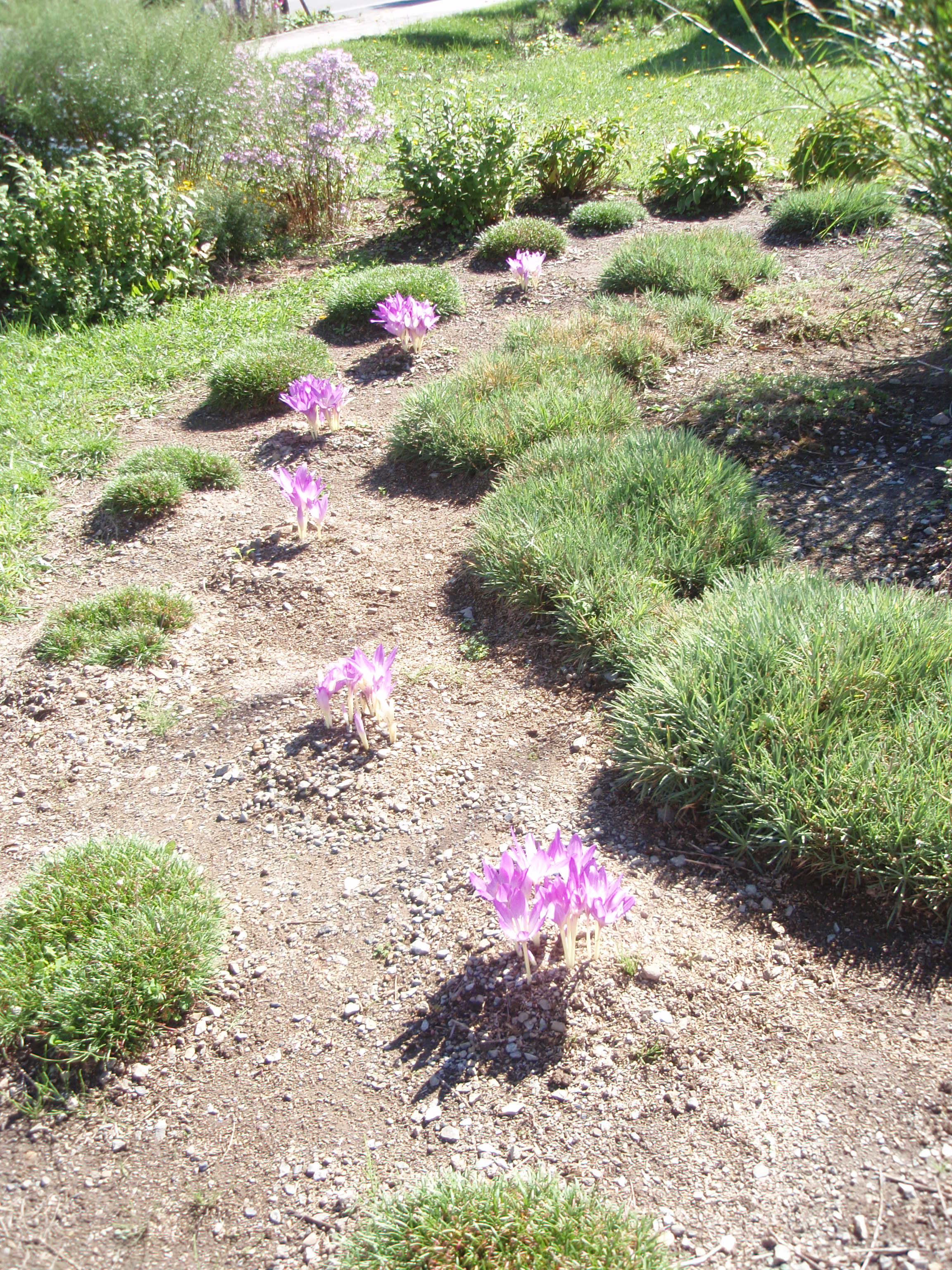 ありがとうの花壇と十五夜飾り 002.jpg