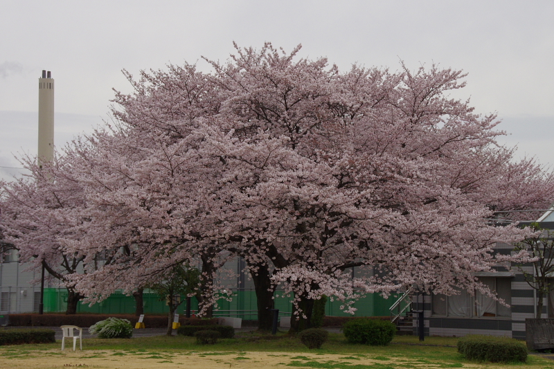 2016Sakura10.jpg