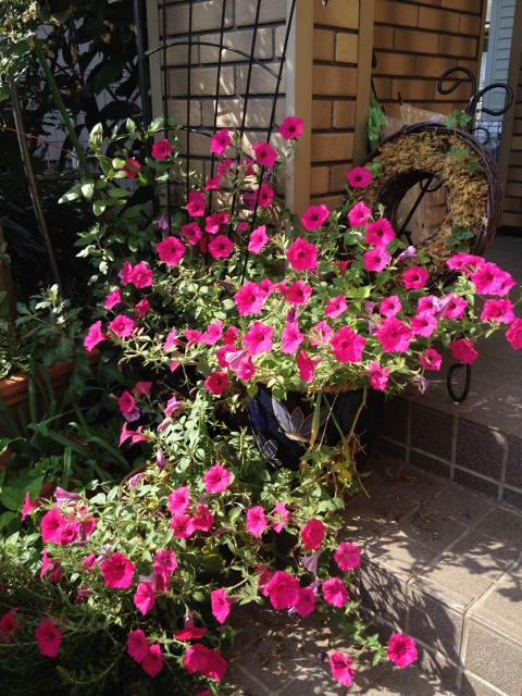 IMG_9295 (480x640).jpg