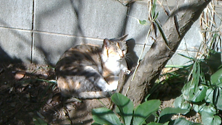 NEC_0333.JPG
