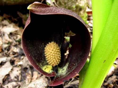 全体に悪臭があり英名で スカンクキャベツ と呼ばれるザゼンソウの花 自然観察の振返り 16 サトイモ科の植物 第3回 しろうと自然科学者の自然観察日記 楽天ブログ