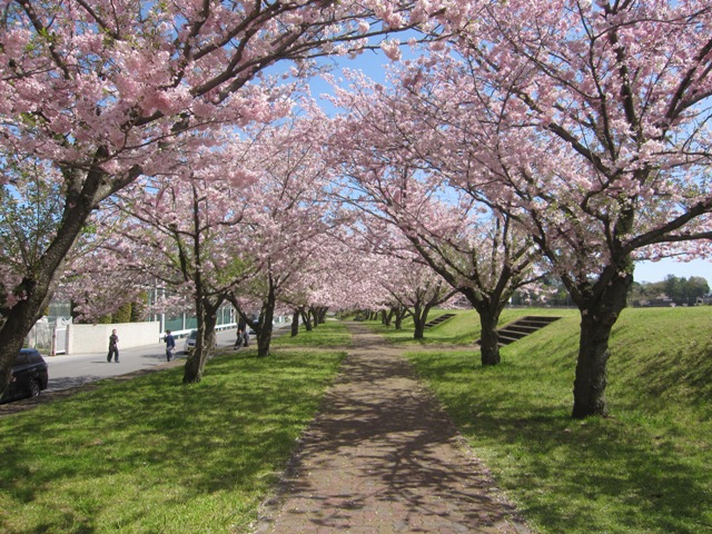 思川桜4.jpg