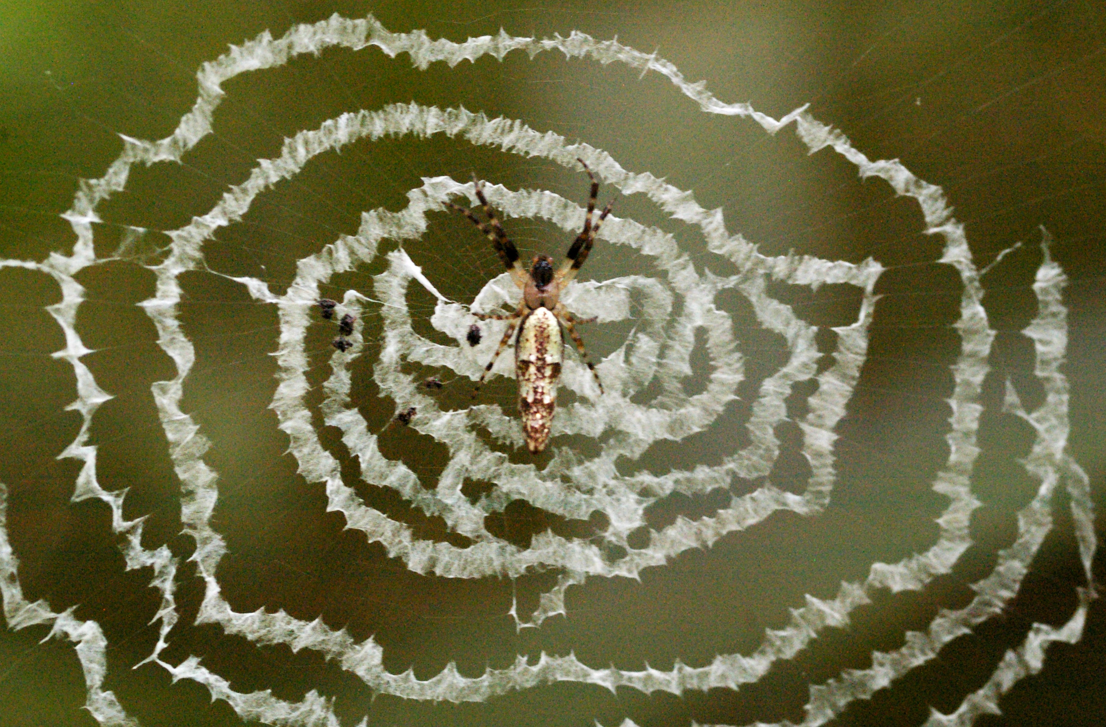 ギンナガゴミグモ