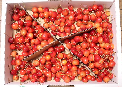 さくらんぼ.JPG