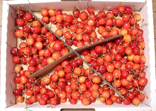さくらんぼ.JPG