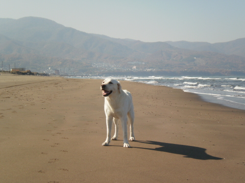 きもちのよいかぜ