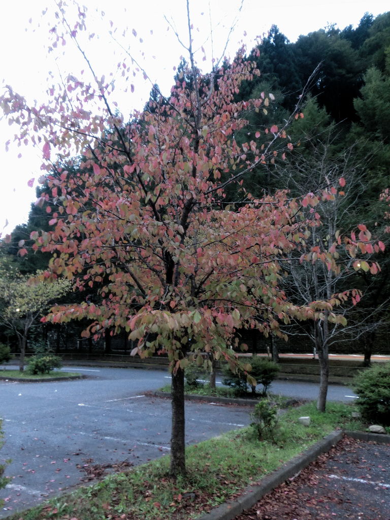 20110925-20.jpg