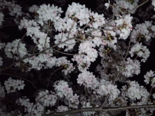 こんもりソメイヨシノ夜桜2018