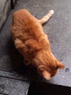 「クンクン、溝に何かあるぞ…」