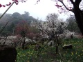 熱海梅園梅祭り３20120318 - コピー.JPG