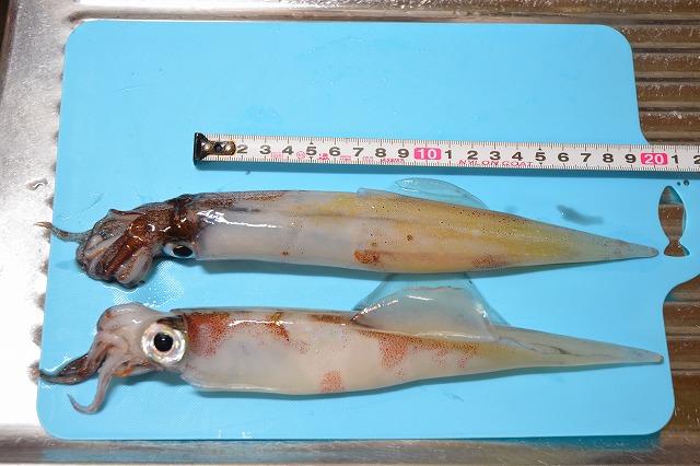 showPhoto (640×426)