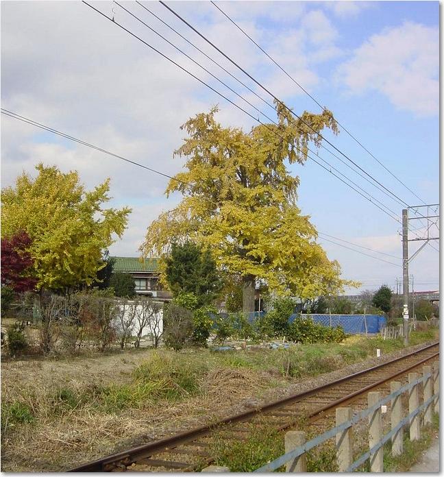37単線黄葉.JPG