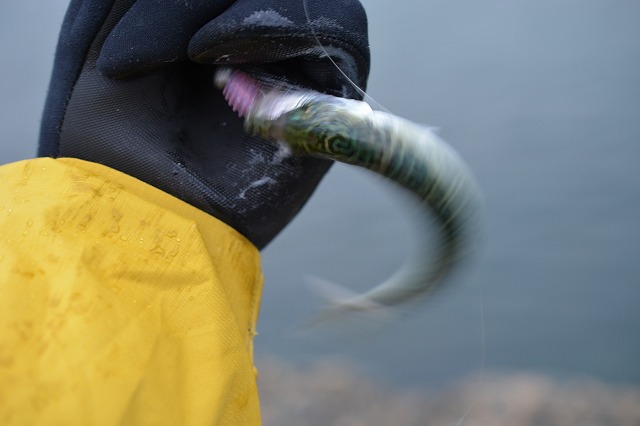 showPhoto (640×426)