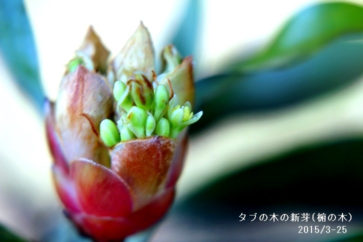 タブの木の花.jpg