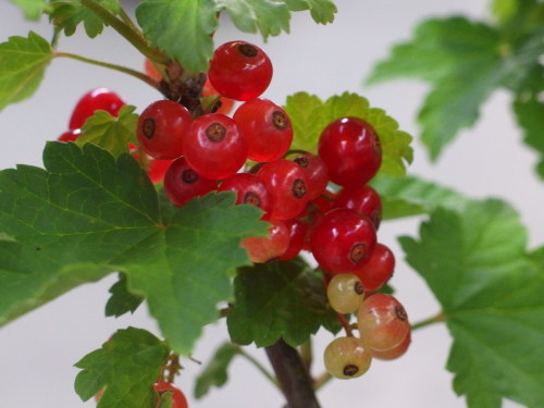 2015-06-07 17.11.16.jpg