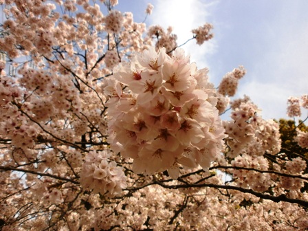 満開の桜７.jpg