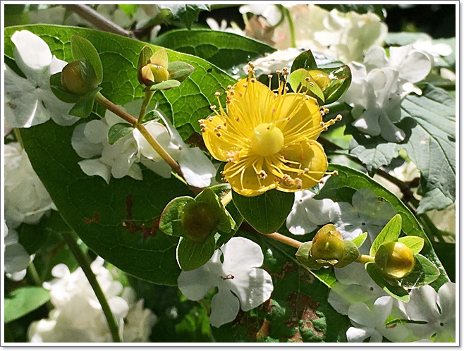 花_2931.JPG