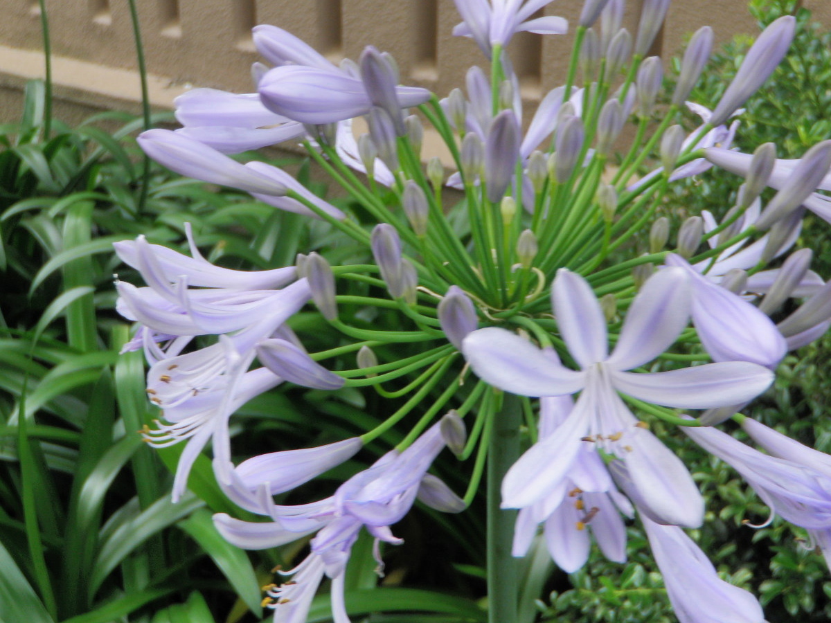 アガパンサス.JPG