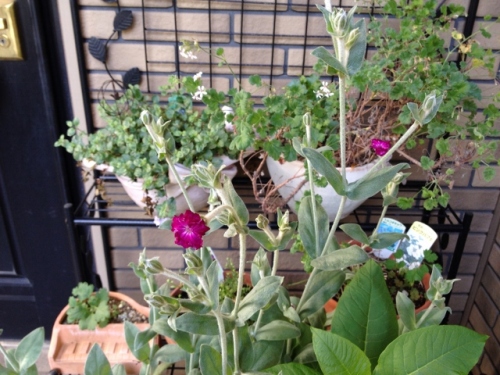 IMG_8989 (640x480).jpg