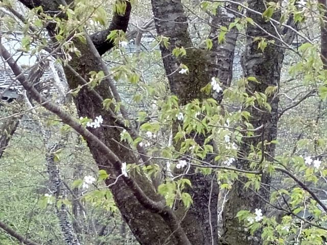 250428sakura.jpg