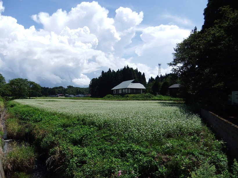 そば畑＠強清水20120903.JPG