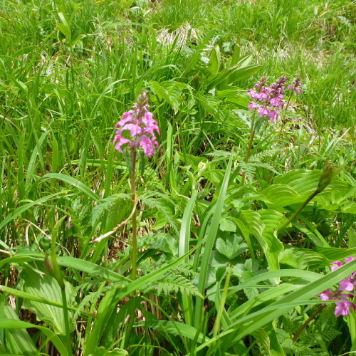 笠ケ岳の花201307094.jpg