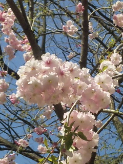 桜２０１２－５.jpg