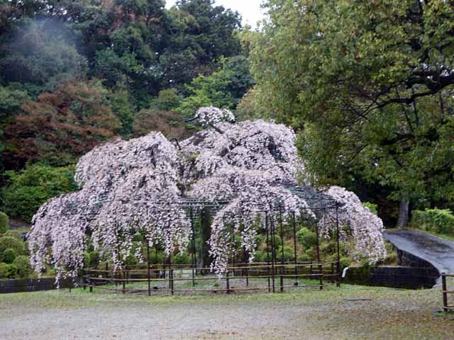 京都お墓 (9).JPG