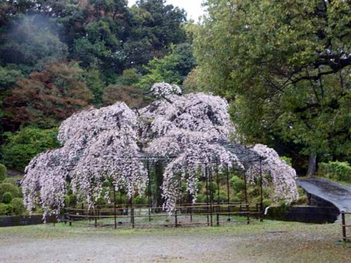 京都お墓 (9).JPG